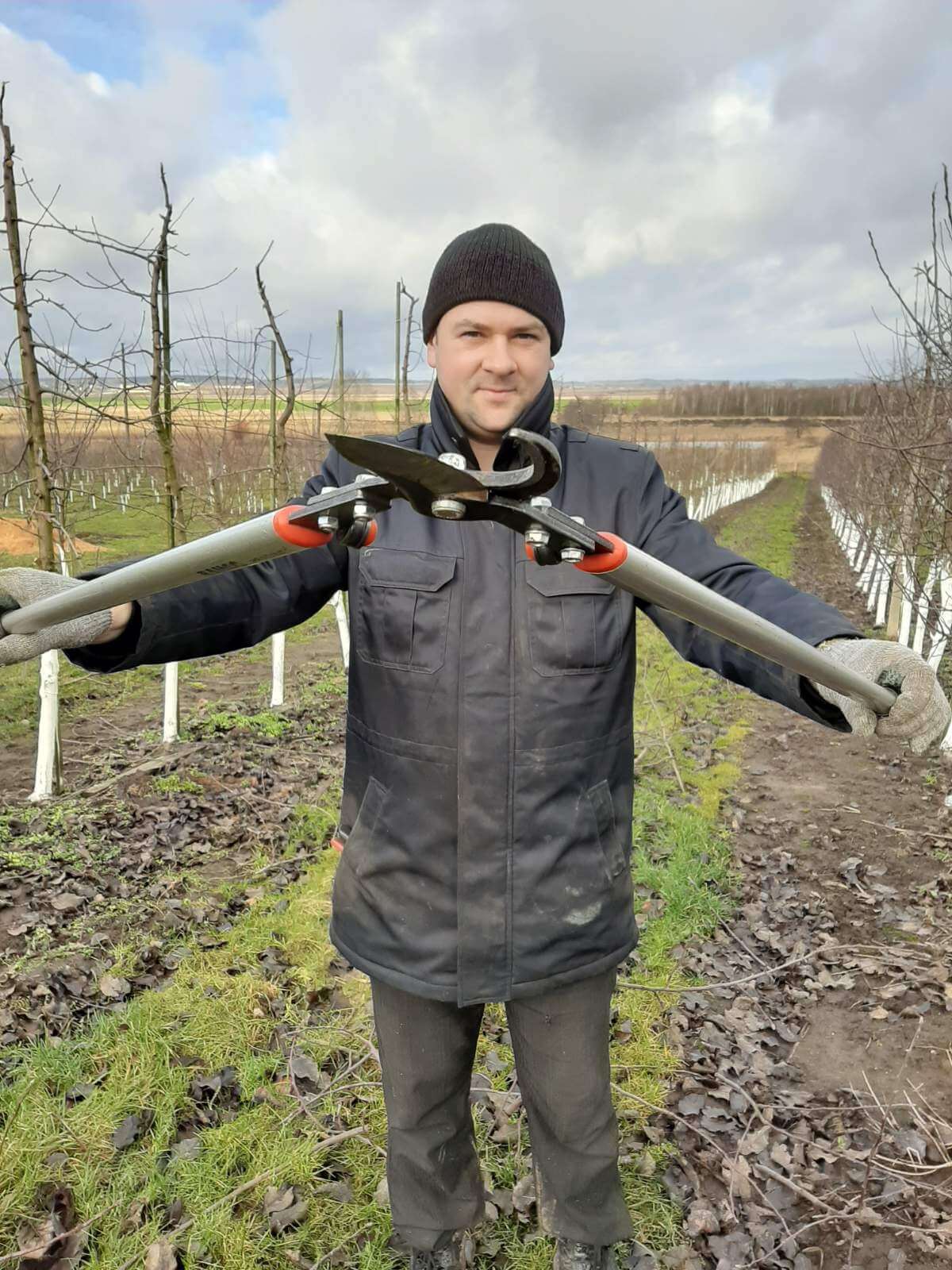 Обрезка яблони