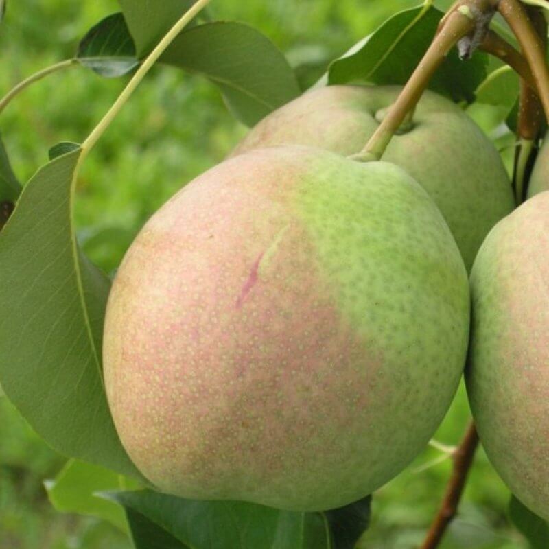 Десертная Россошанская