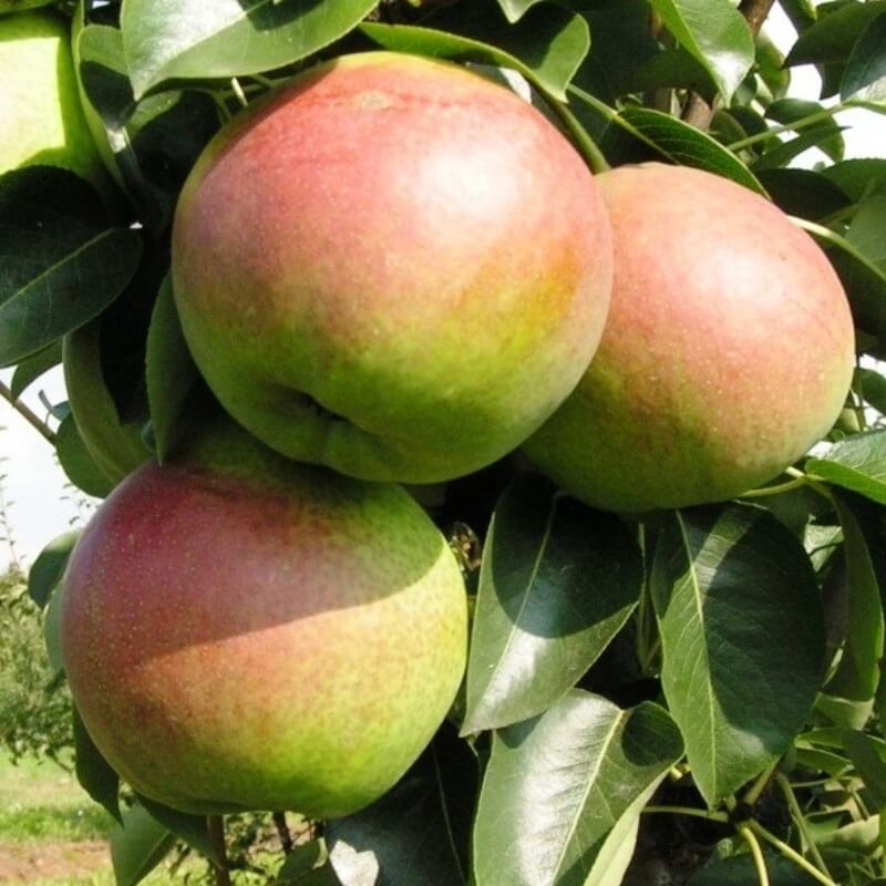 Быстрый просмотр