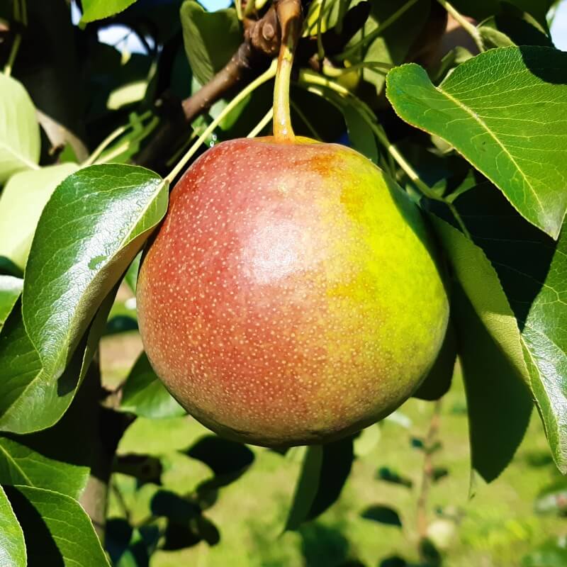 Быстрый просмотр