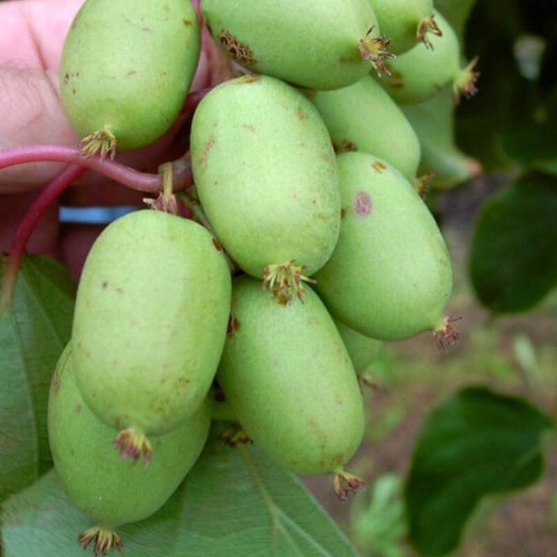 Иссаи аргута