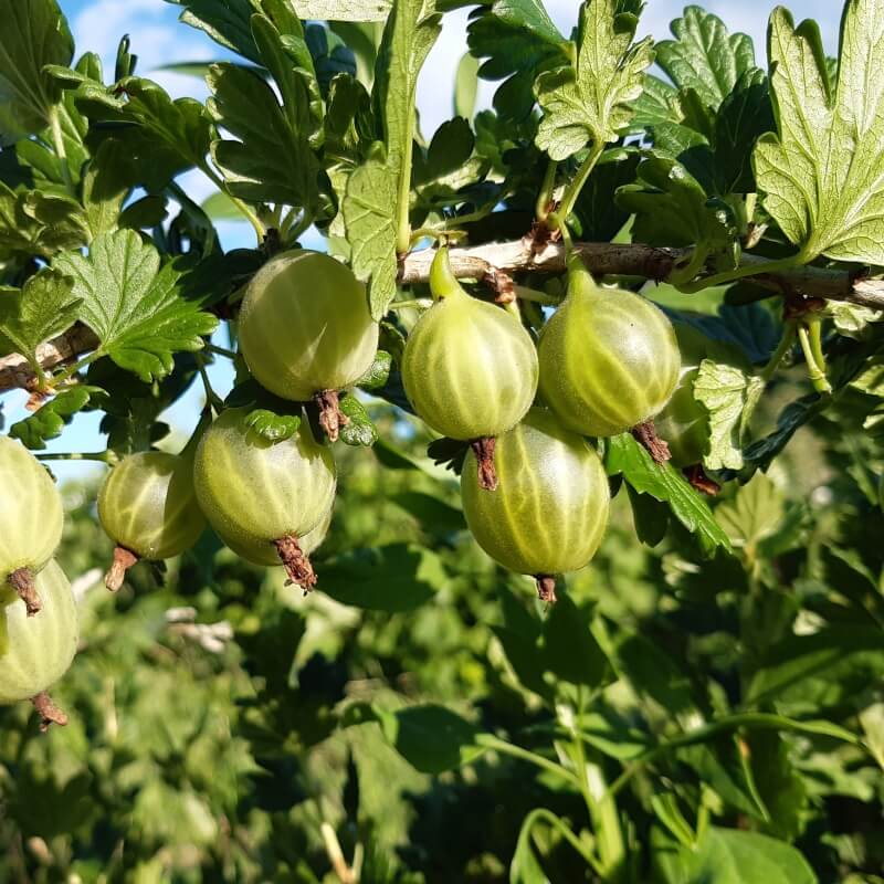 Крыжовник Снежана