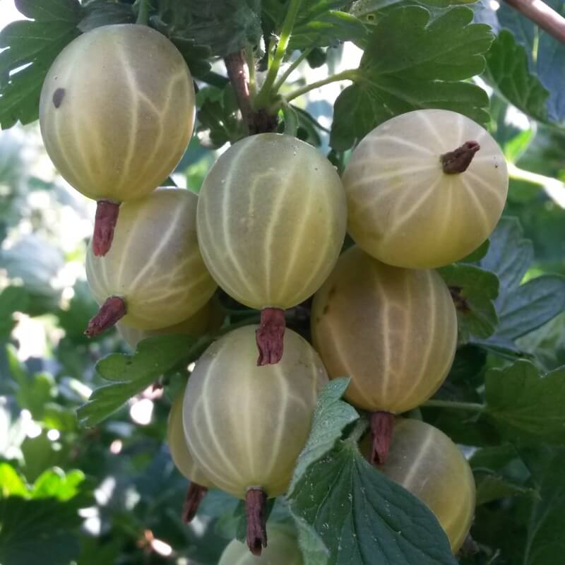 Куршу Дзинтарс