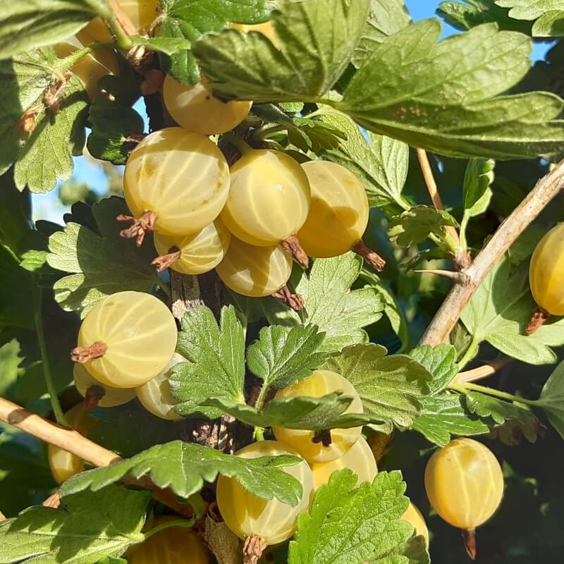 Быстрый просмотр