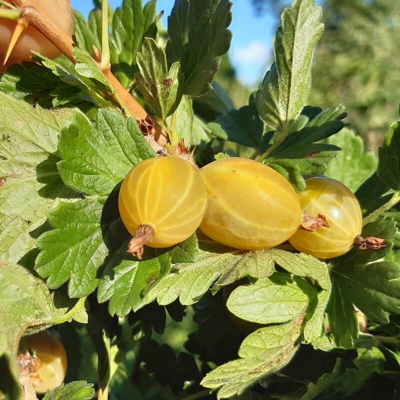 Быстрый просмотр