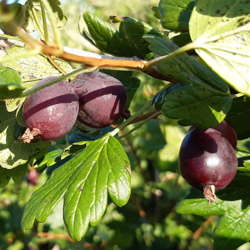 Северный капитан