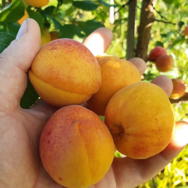 Триумф северный