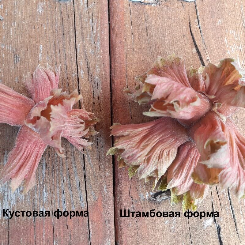 Быстрый просмотр