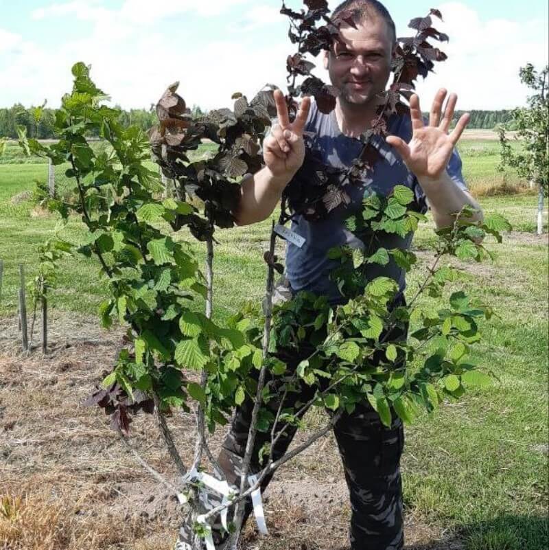 Фундук штамбовый