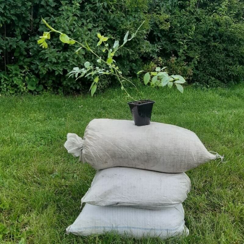 Комплект голубики