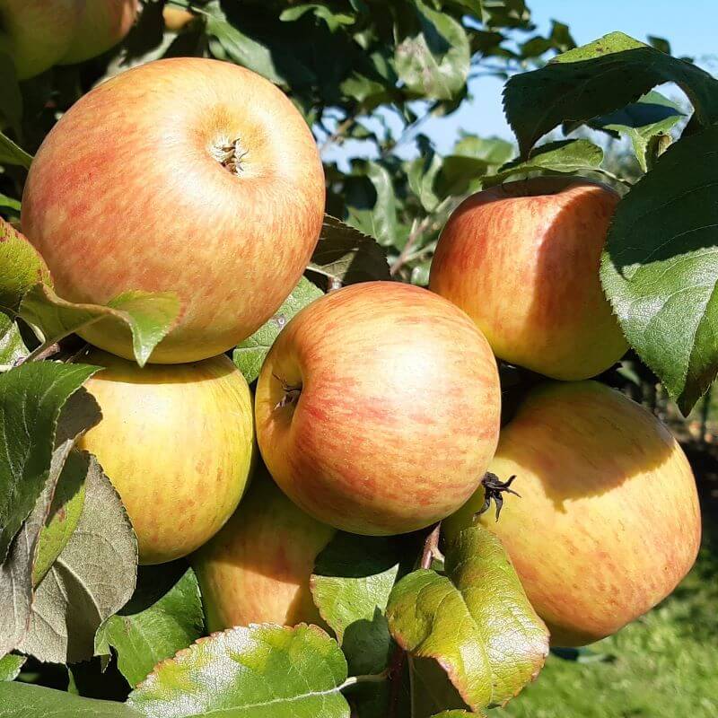 Быстрый просмотр