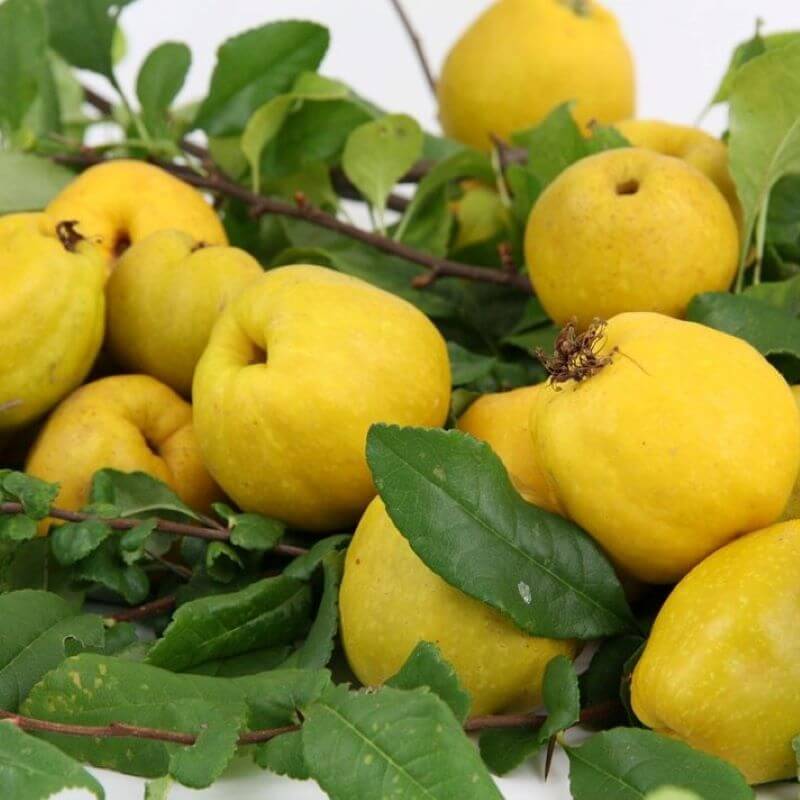 Хеномелес японский