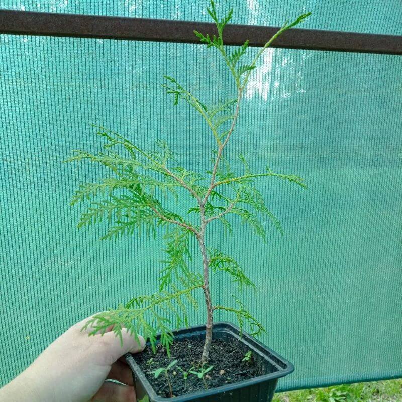 Туя Брабанд