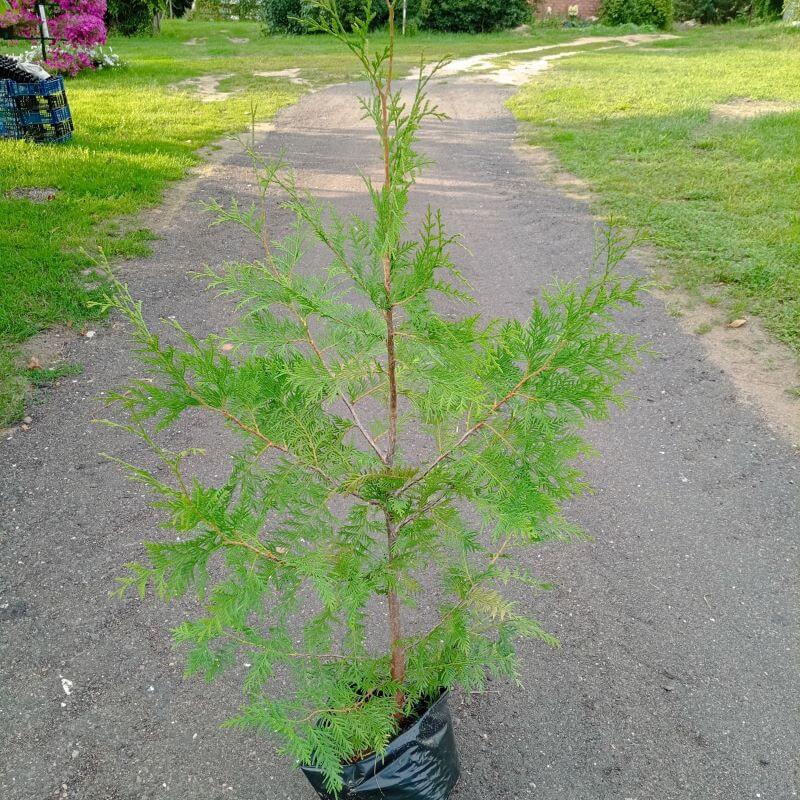 Туя Брабанд