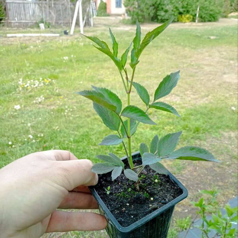 Бузина Герда (Black Beauty)