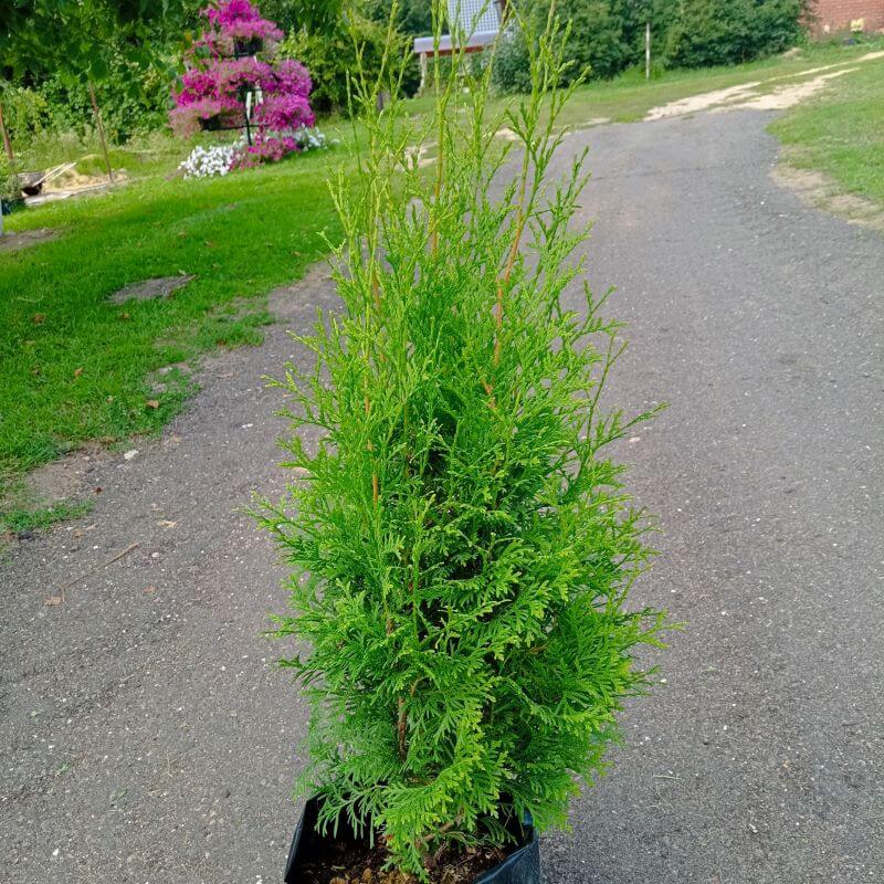 Туя Смарагд