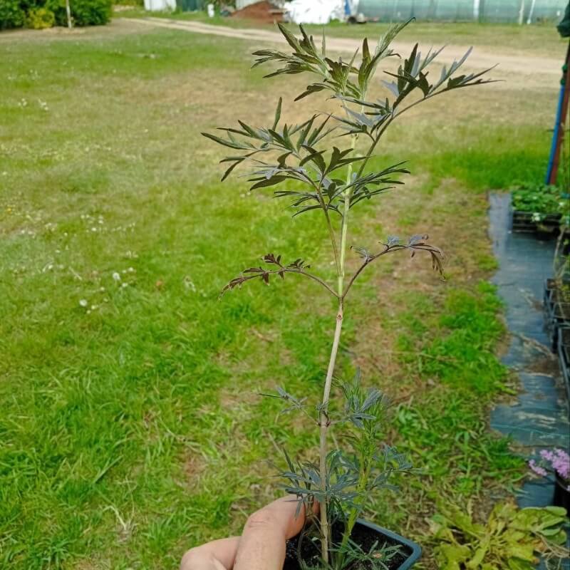 Бузина Ева (Black Lace)