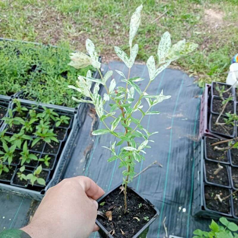 Быстрый просмотр