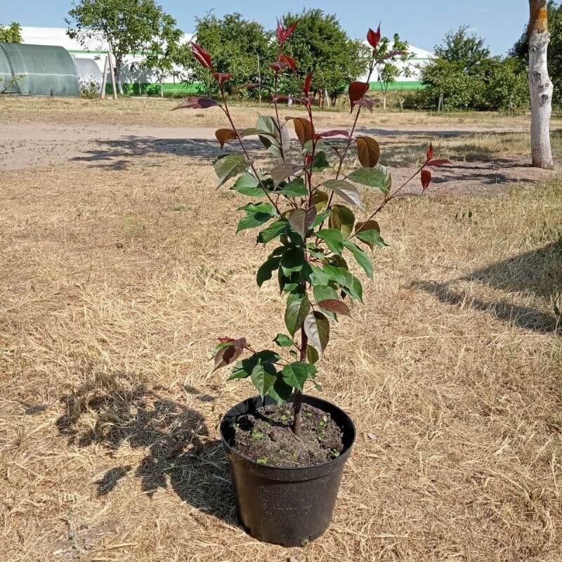 Быстрый просмотр