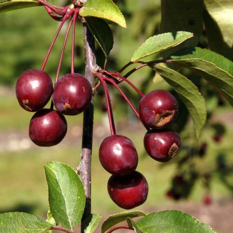 Быстрый просмотр