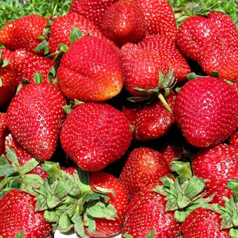 Быстрый просмотр