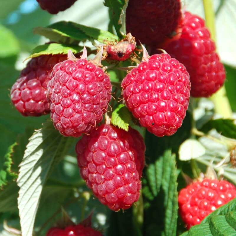 Малина ХимбоТоп