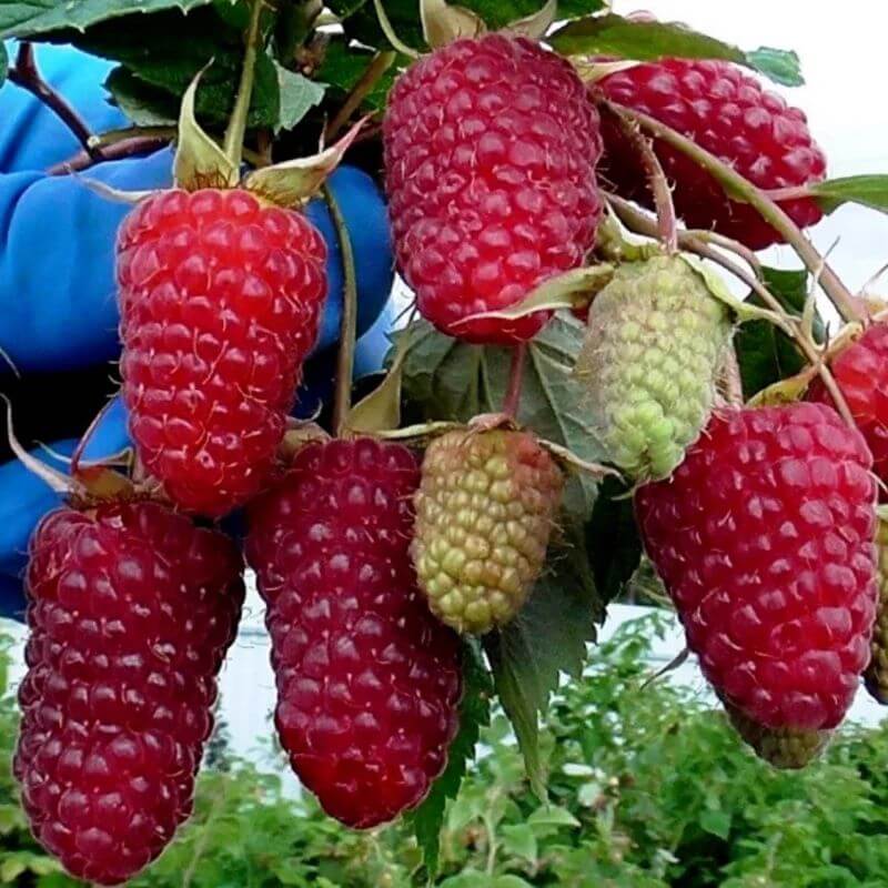 Малина Пшехиба