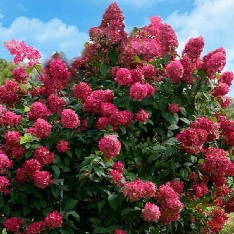 Гортензия Самарская Лидия