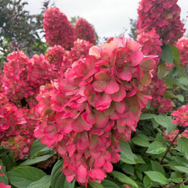 Гортензия Бонфайер