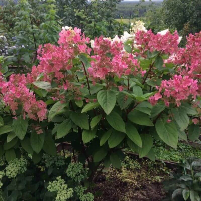 Гортензия Ранняя Сенсация