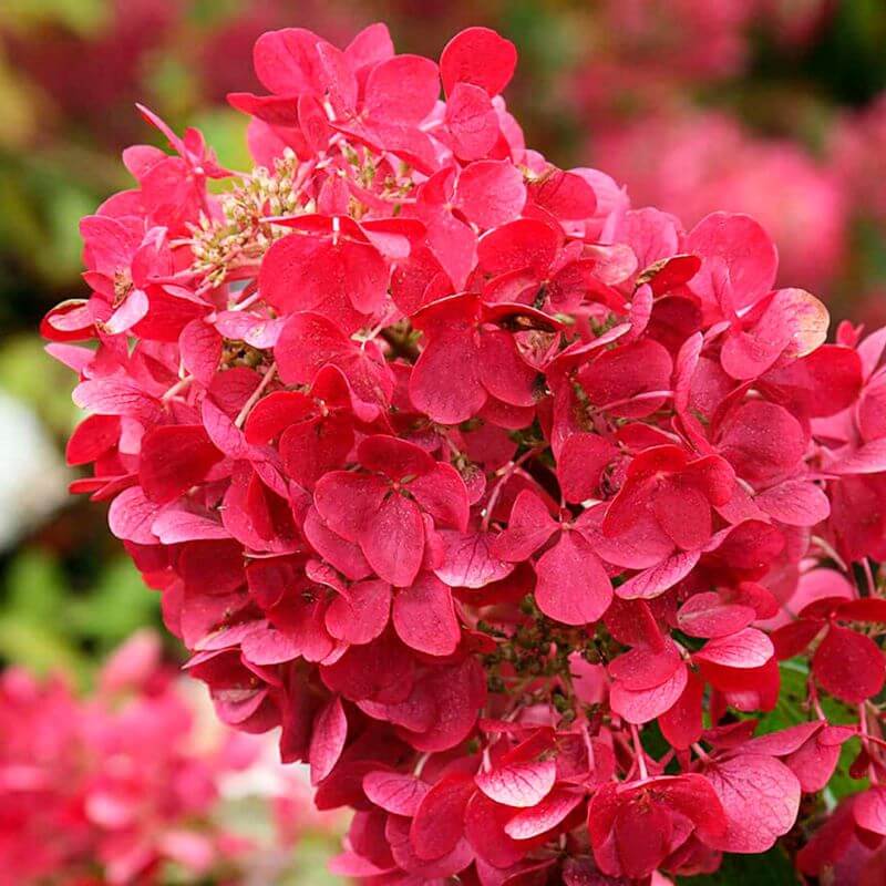 Гортензия Вимс Ред