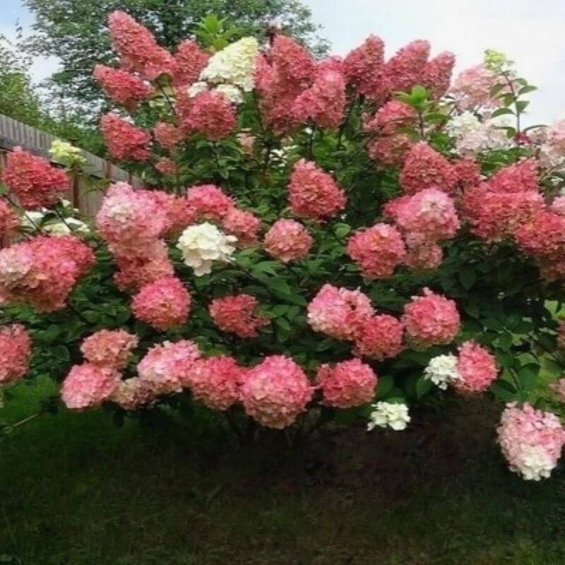 Гортензия Сандей Фрайз