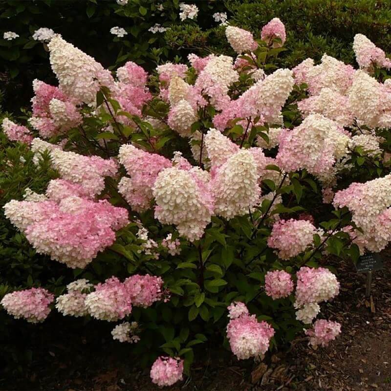 Гортензия Грандифлора