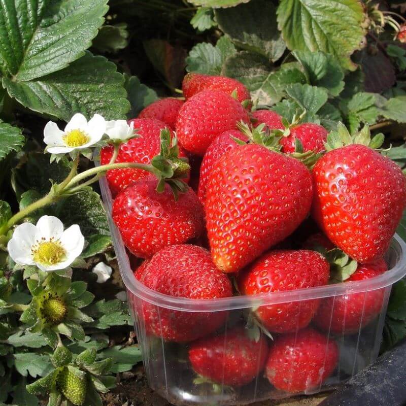 Клубника Альба