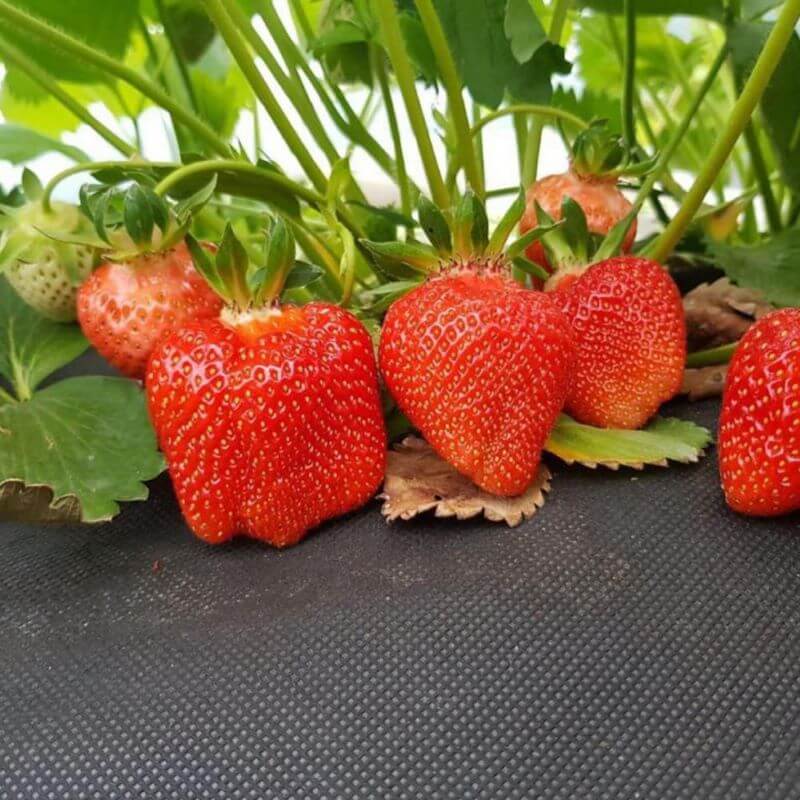 Клубника Клери