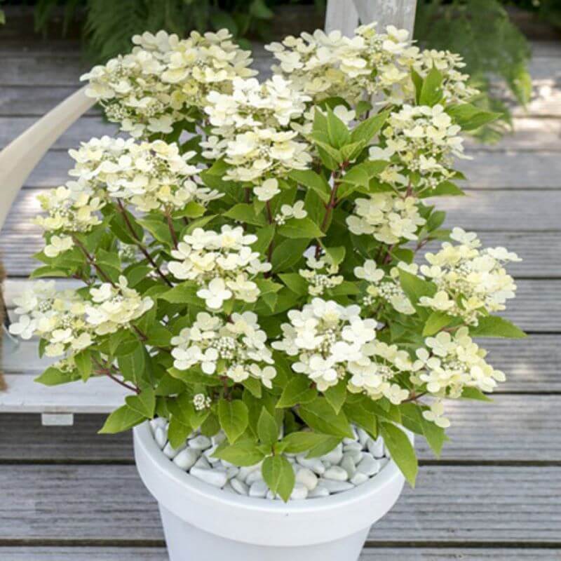 Гортензия Полестар