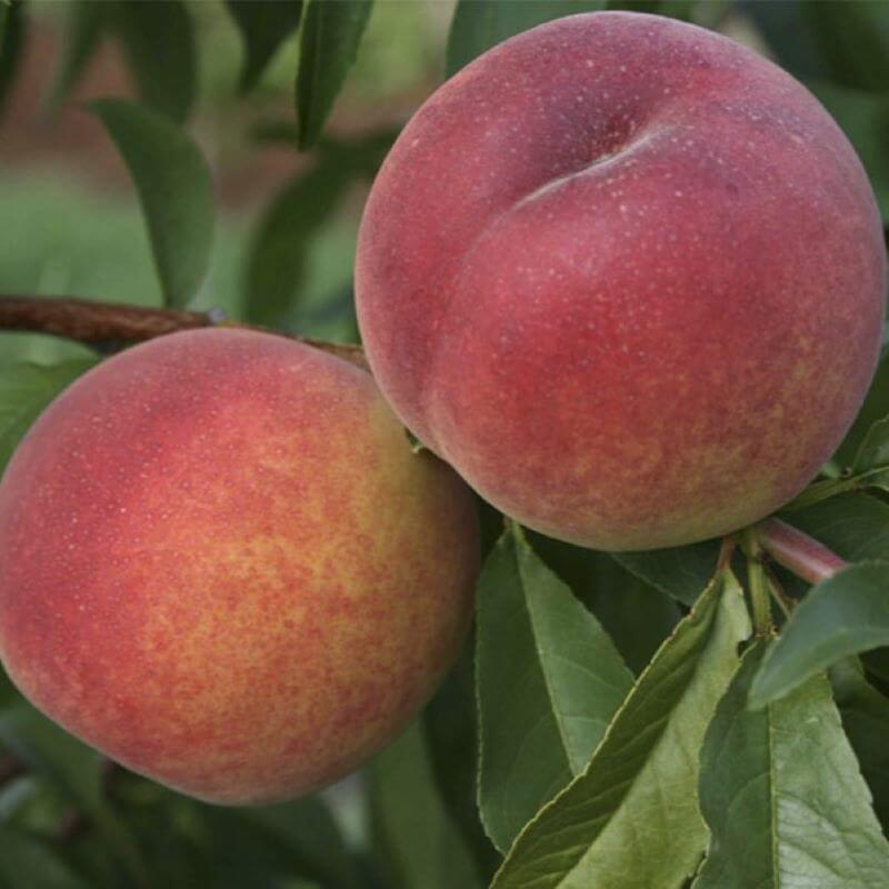 Персик Ред Хевен