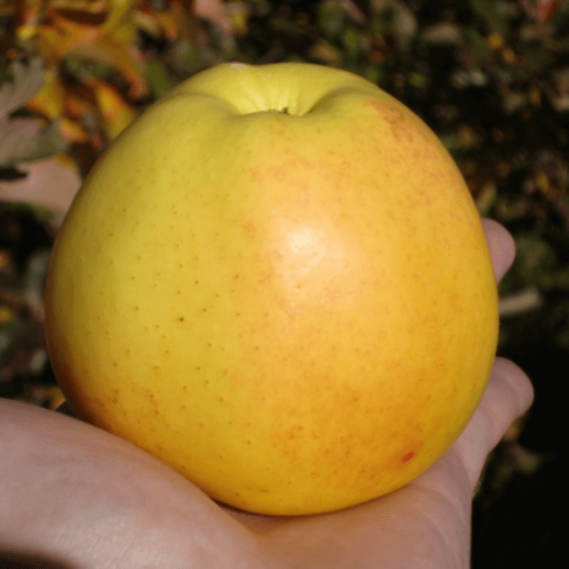 Golden Delicious (Голден Делишес)