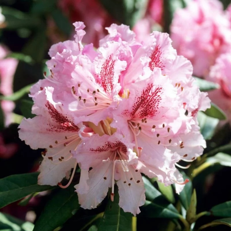 Рододендрон